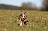 BERGER AUSTRALIEN PUPPIES 749